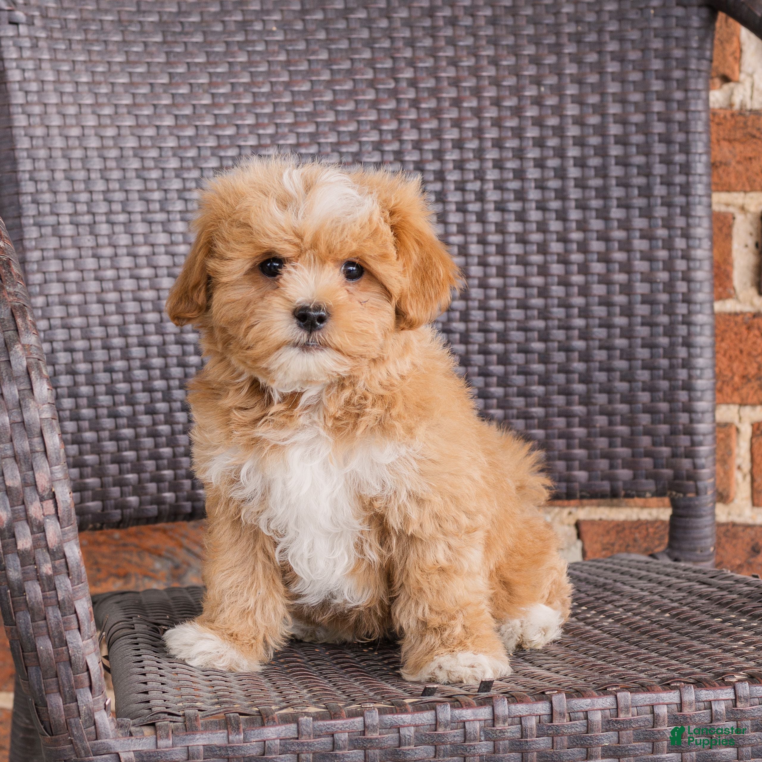 Teddy Bear dogs Rusty  - Ad 1