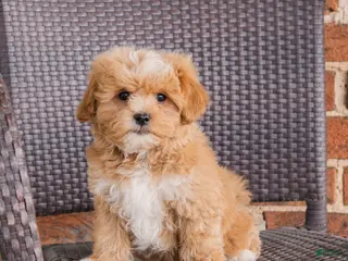Teddy Bear dogs for sale: Rusty - Ad 1