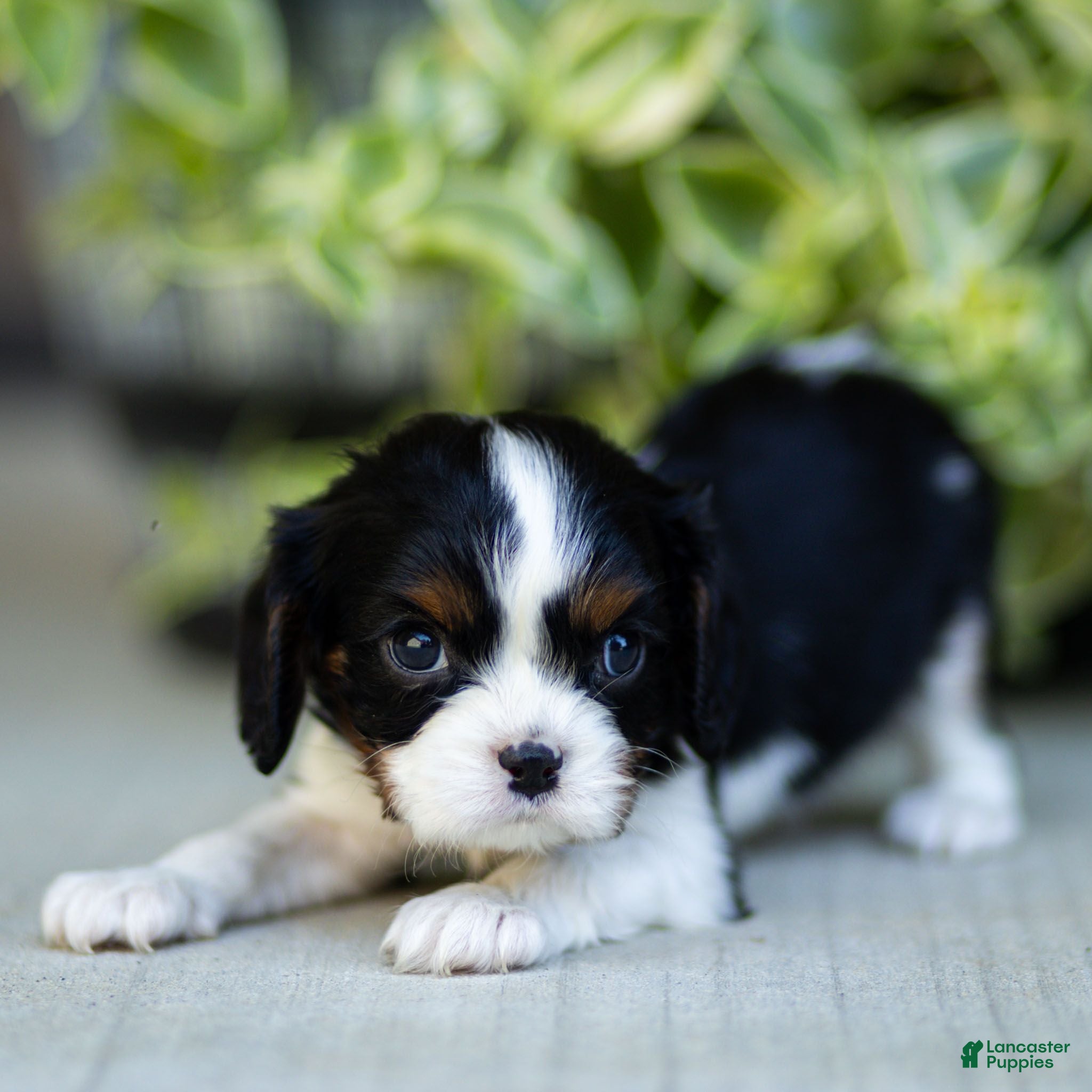 Cavalier King Charles Spaniel dogs Ava - Ad 1