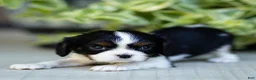 Cavalier King Charles Spaniel dogs for sale: Ava - Ad 1