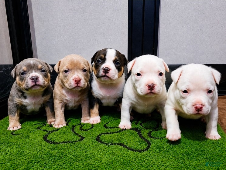 American Bully dogs Blue Tricolor American Bully  - Ad 2