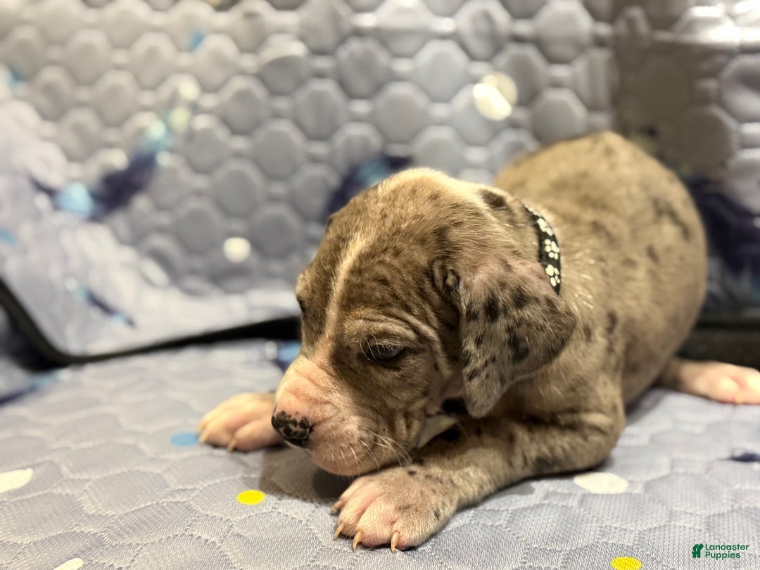 Great Dane dogs for sale: Stewart - Ad 2