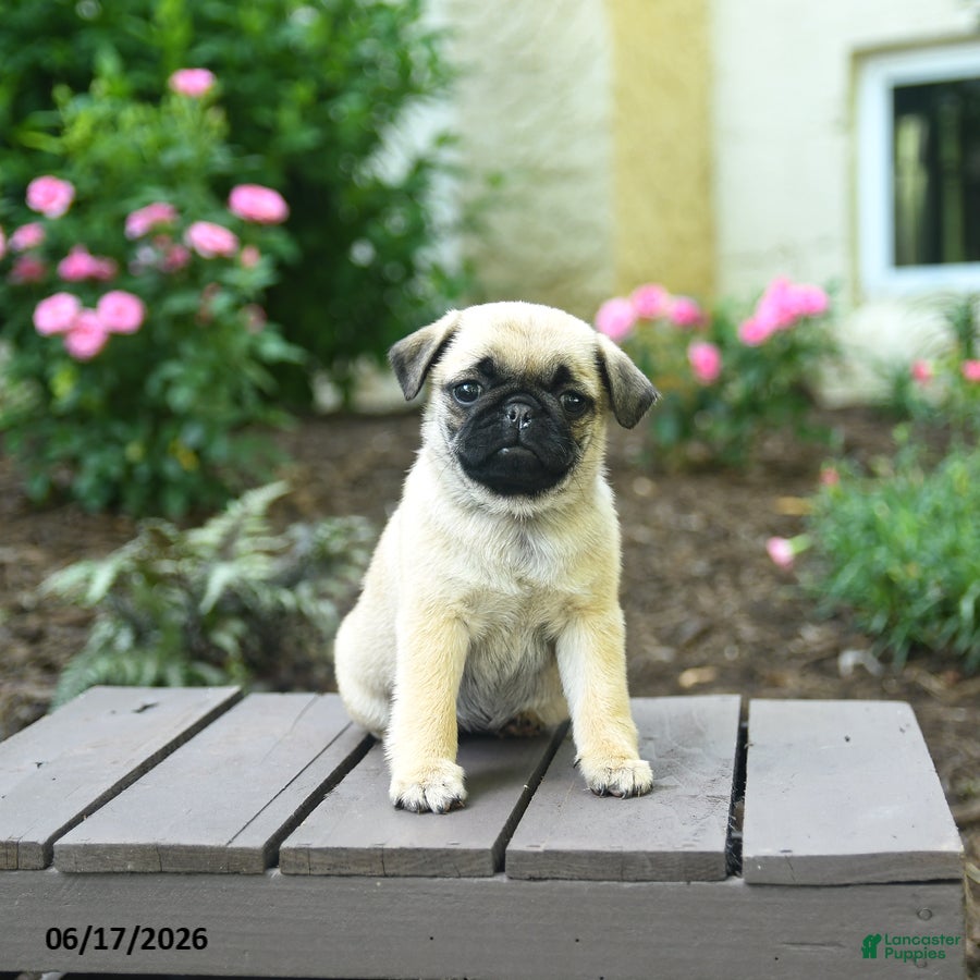 Pug dogs for sale: Kenzie - Ad 1