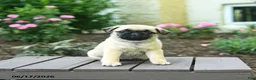 Pug dogs for sale: Kenzie - Ad 1