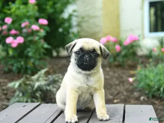 Pug dogs for sale: Kenzie - Ad 1