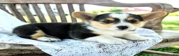 Welsh Corgi Pembroke dogs for sale: Rebekah - Ad 3