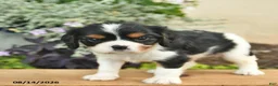 Cavalier King Charles Spaniel dogs for sale: Dreamer  - Ad 5