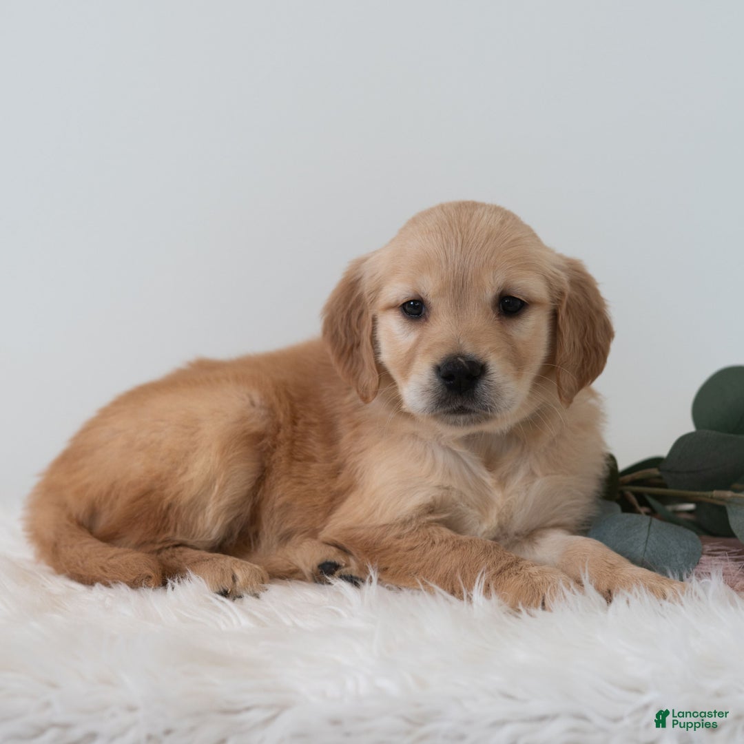 Golden Retriever dogs for sale: Shyanne  - Ad 3