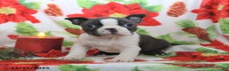 Boston Terrier dogs for sale: Hank - Ad 4