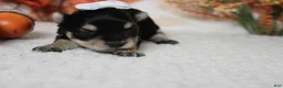 Morkie dogs for sale: Gretel  - Ad 2