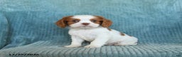 Cavalier King Charles Spaniel dogs for sale: Comet - Ad 3