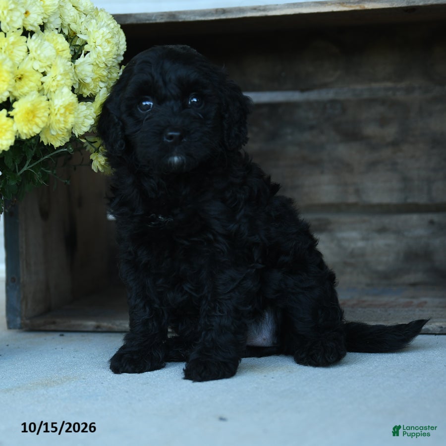 Shihpoo dogs Maxine - Ad 1