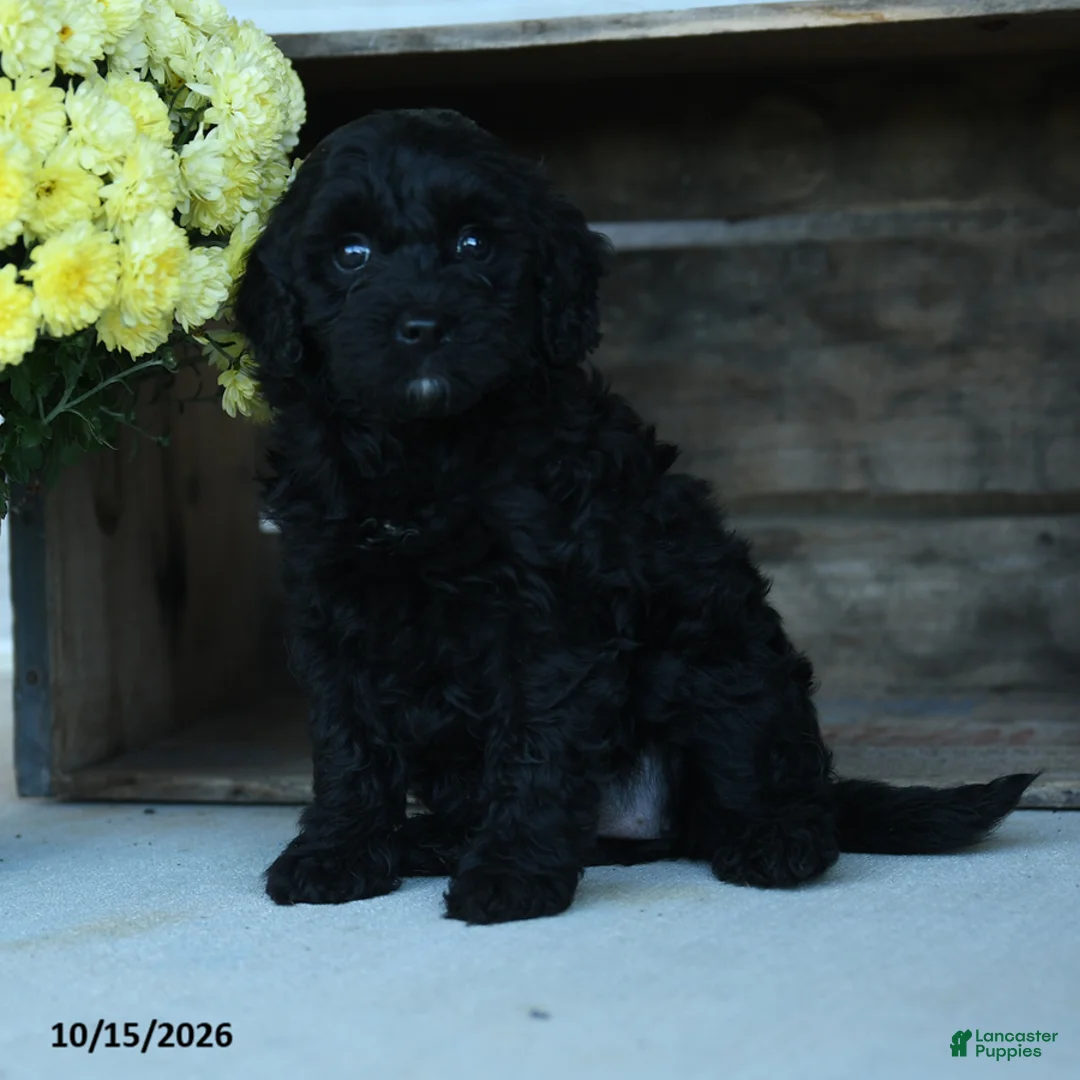 Shihpoo dogs for sale: Maxine - Ad 1