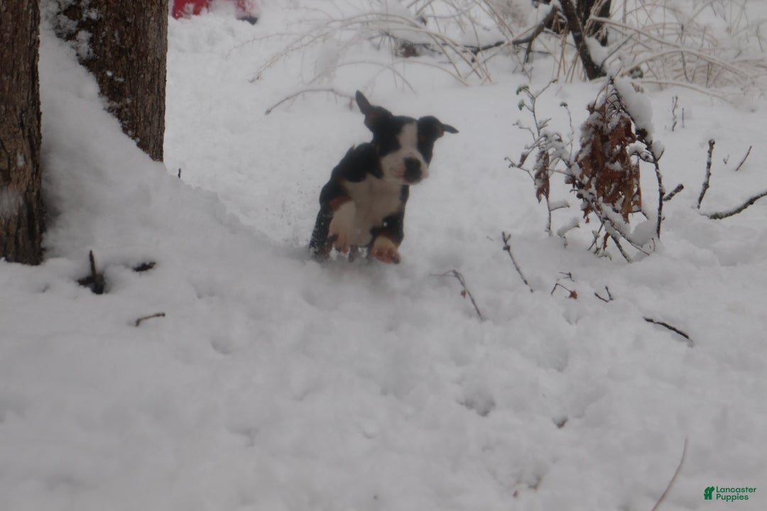 American Bully dogs for sale: Newt - Ad 4