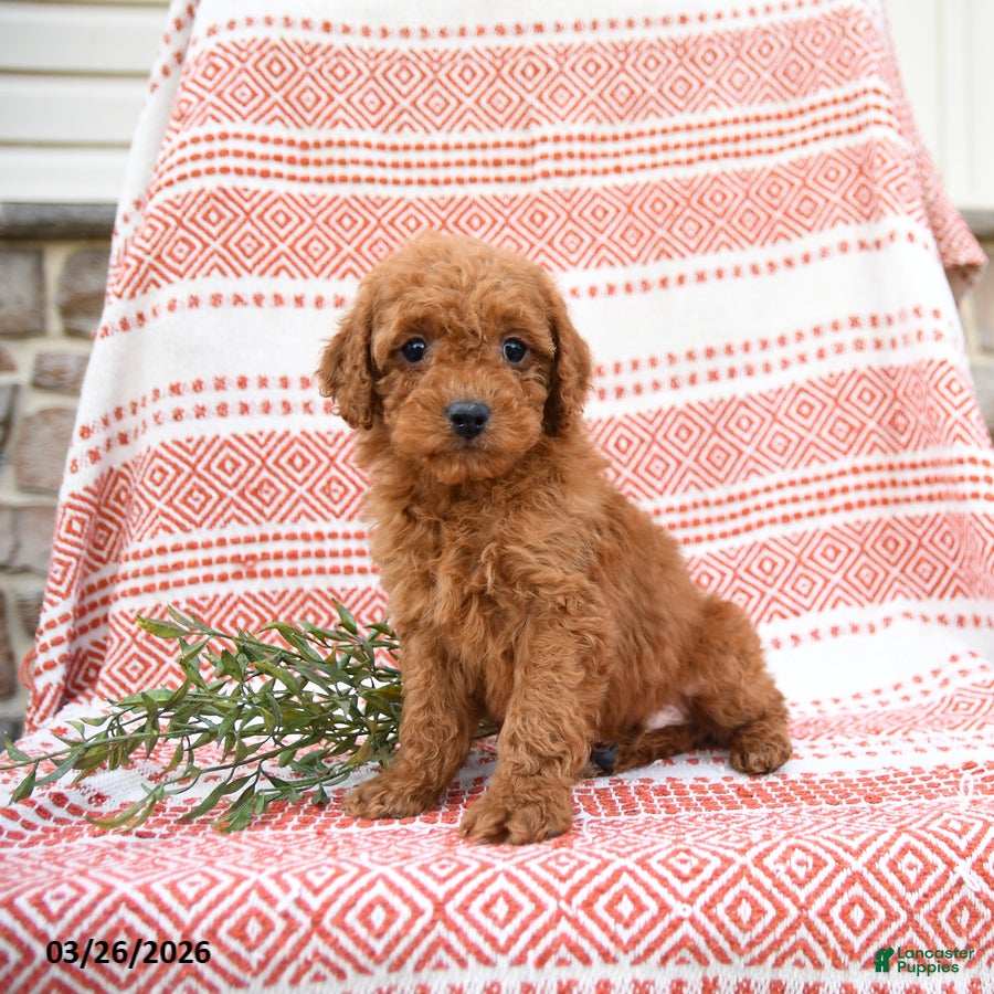 Cockapoo dogs Bernard - Ad 2