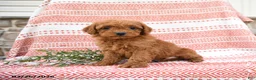 Cockapoo dogs for sale: Bernard - Ad 2
