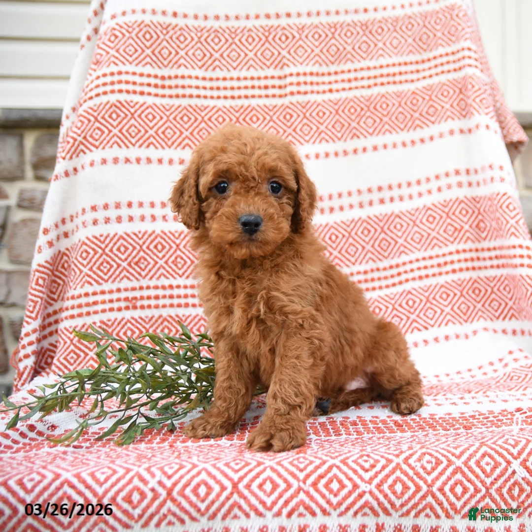 Cockapoo dogs for sale: Bernard - Ad 2