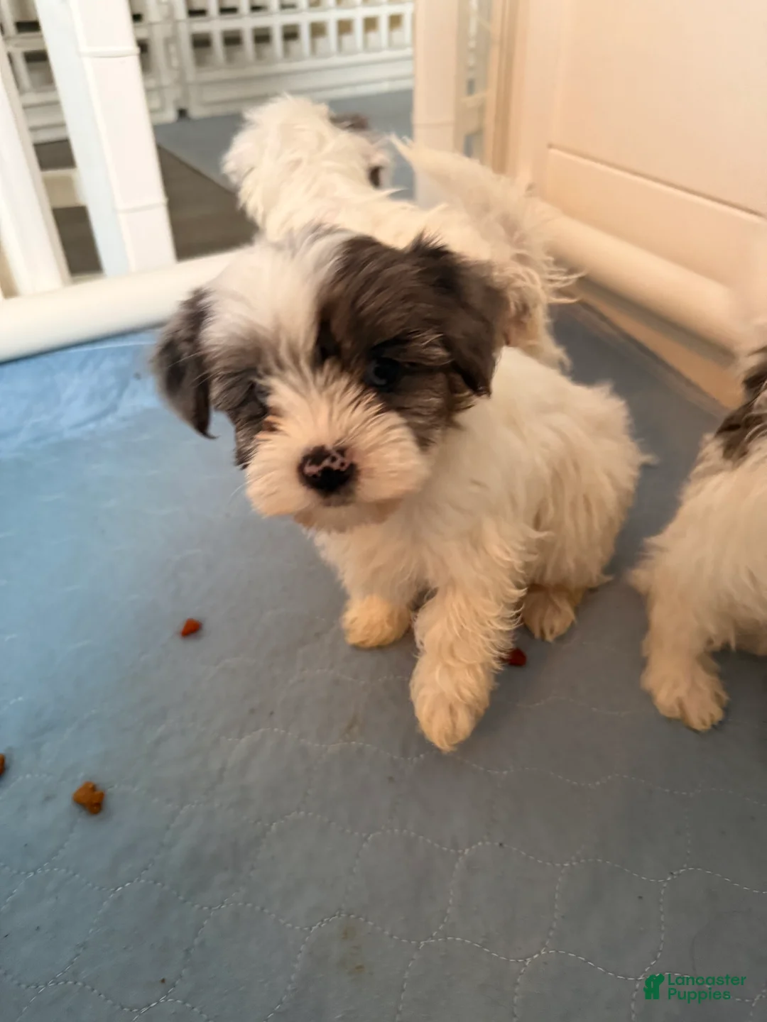 Yorkshire Terrier dogs for sale: Maggie  - Ad 3