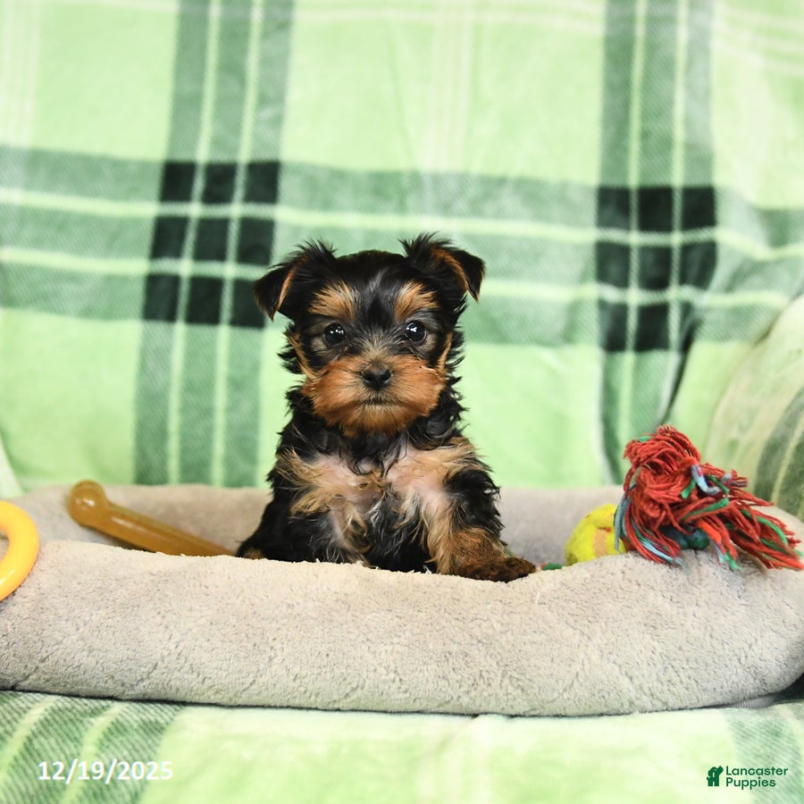 Yorkshire Terrier dogs Daffodil - Ad 9