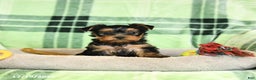 Yorkshire Terrier dogs for sale: Daffodil - Ad 1