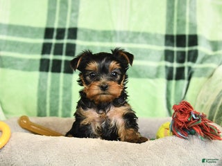 Yorkshire Terrier dogs Daffodil - Ad 9