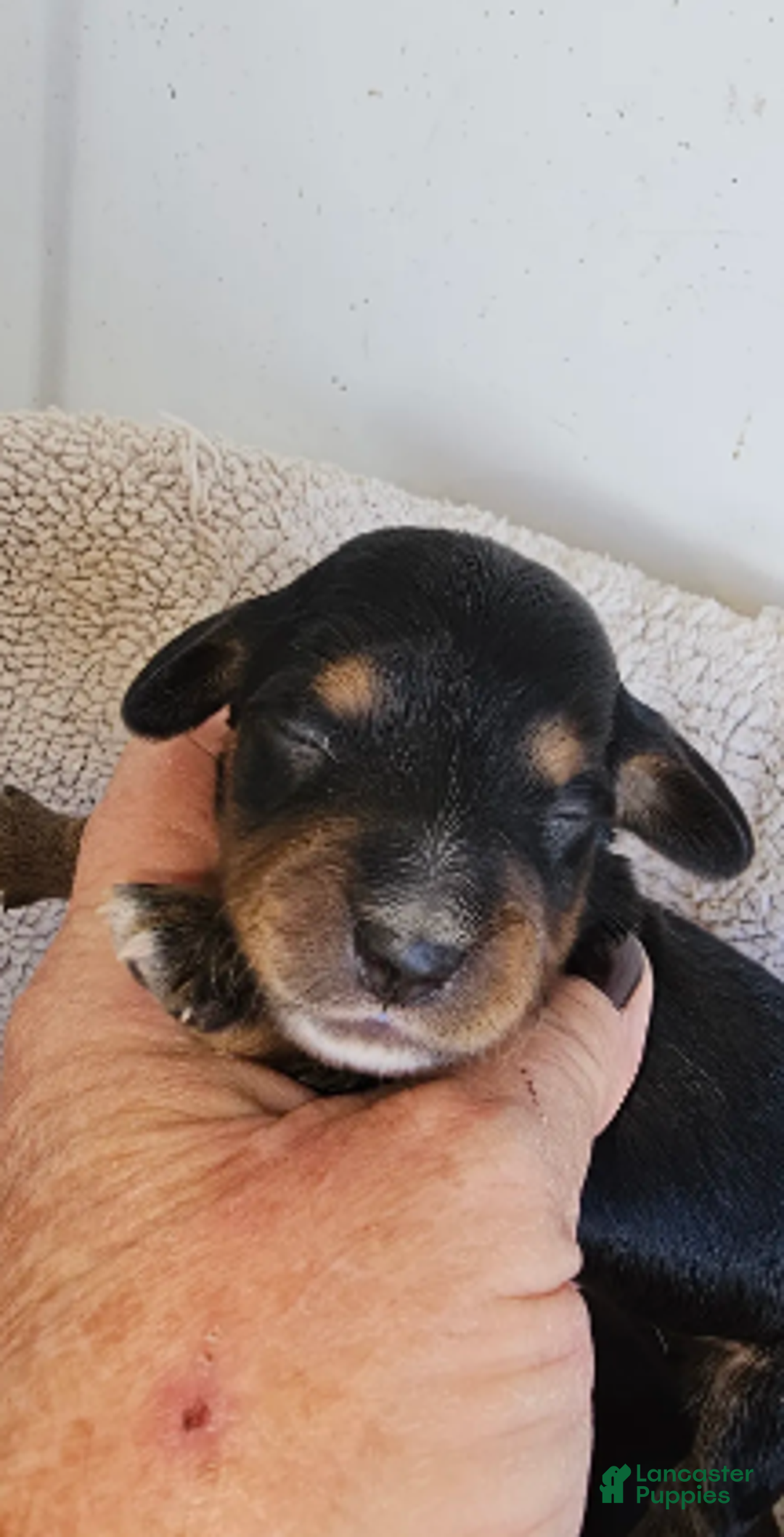 Miniature Dachshund dogs for sale: Lil-Lite Long haired - Ad 6