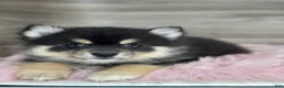 Pomsky dogs for sale: Samuel - Ad 3