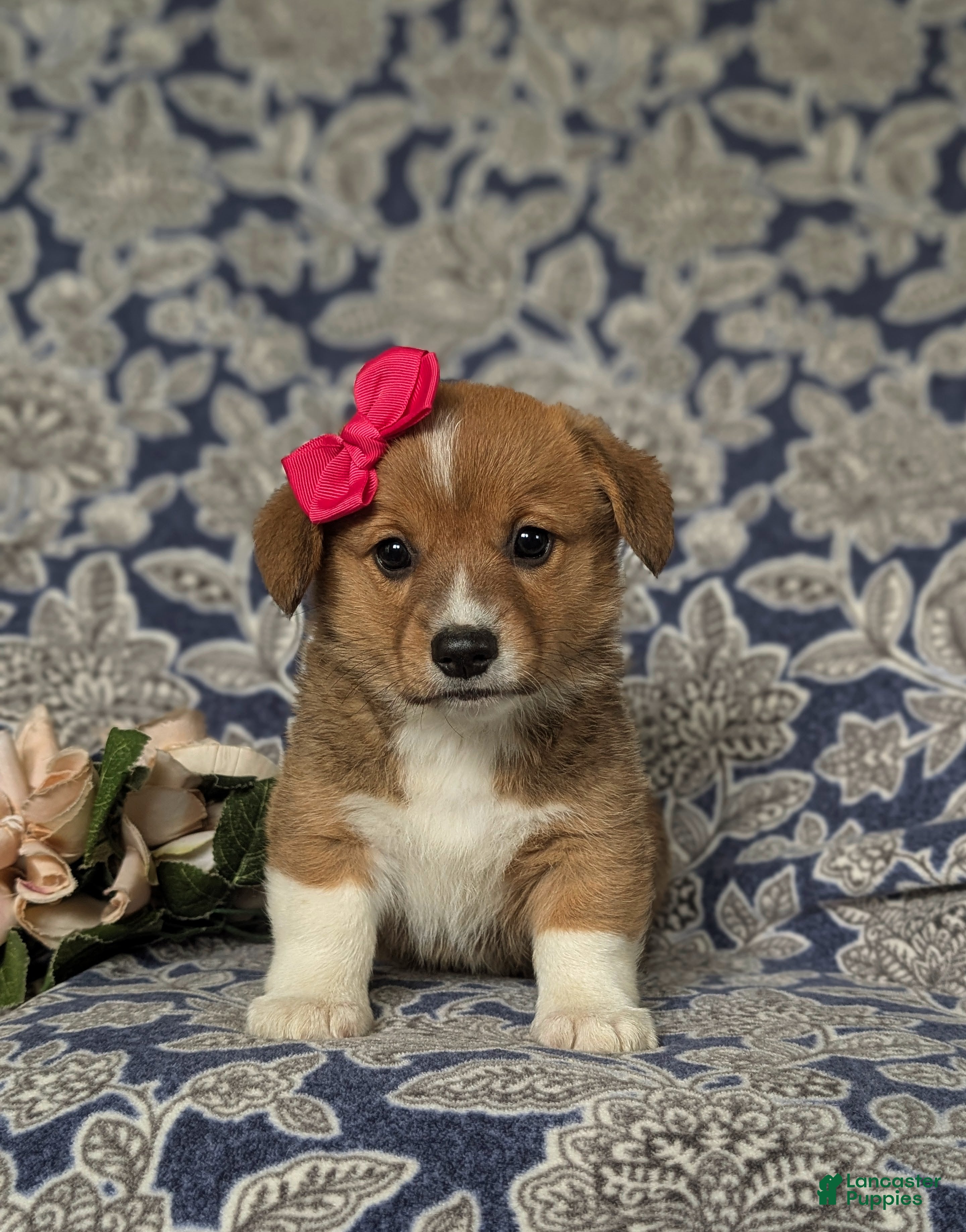 Welsh Corgi Pembroke dogs Maxie AKC Registered - Ad 2