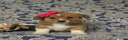 Welsh Corgi Pembroke dogs for sale: Maxie AKC Registered - Ad 2