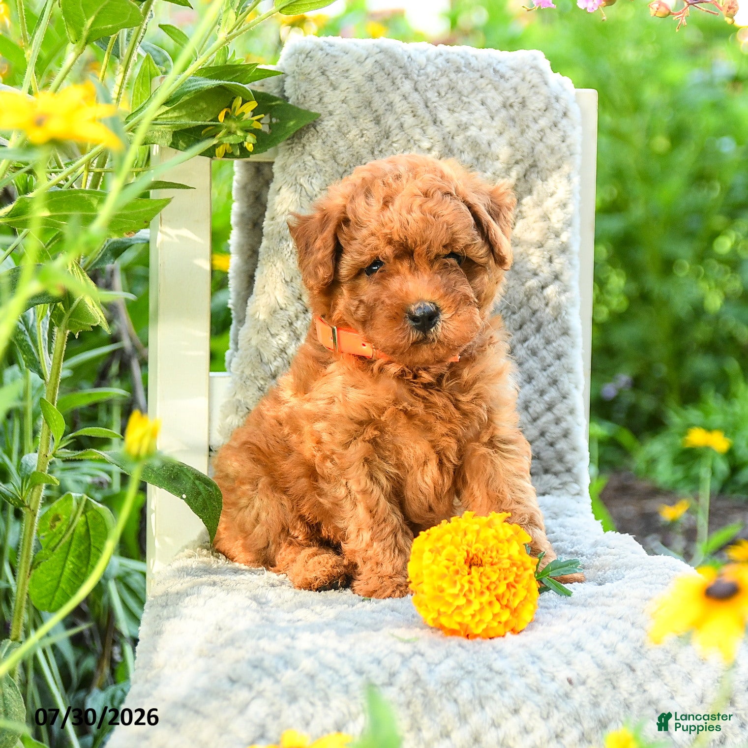 Maltipoo dogs Marigold - Ad 1