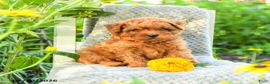 Marigold