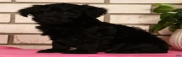 Yorkiepoo dogs for sale: Ender - Ad 9
