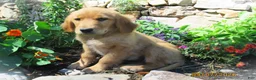 Golden Retriever dogs for sale: Dayna - Ad 2