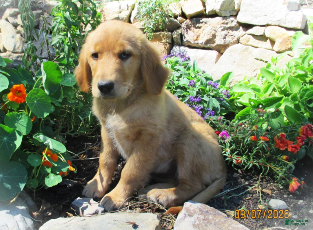 Golden Retriever dogs for sale: Dayna - Ad 2