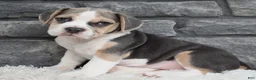 Beabull dogs for sale: Tessa  - Ad 6