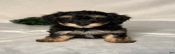 Mixed Breed dogs for sale: Toby - Ad 1