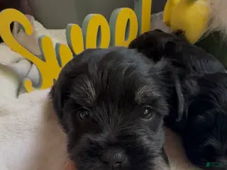 Miniature Schnauzer dogs Girl 2 - Ad 21