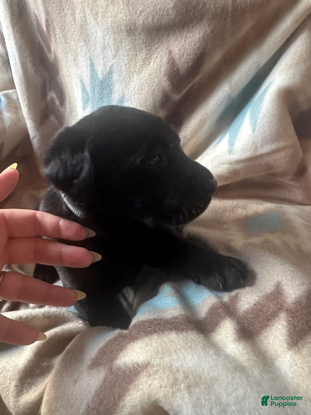 Labrador Retriever dogs for sale: Bullet - Ad 2