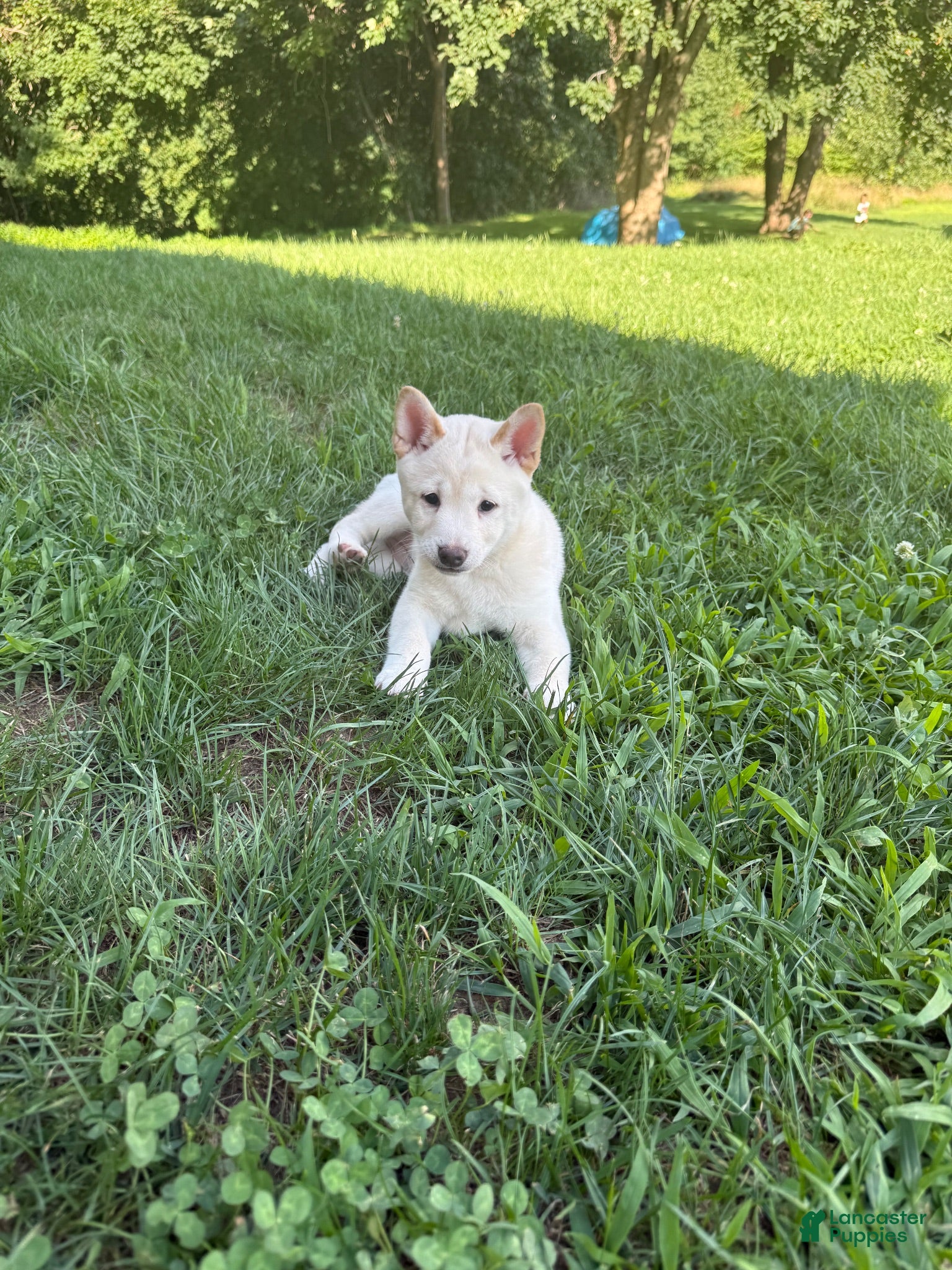Shiba Inu dogs Snowball - Ad 2