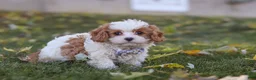 Cavapoo dogs for sale: Alice - Ad 3