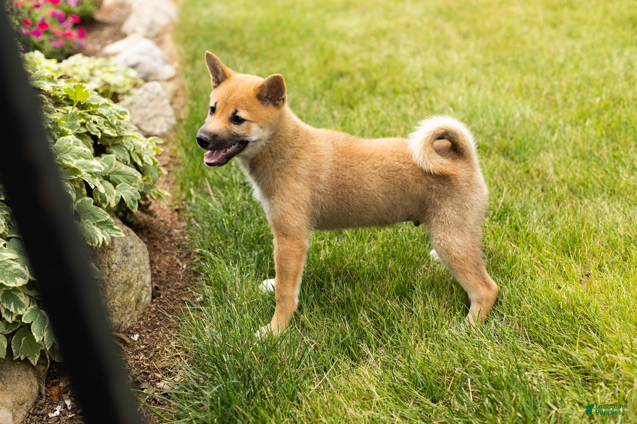 Shiba Inu dogs Jethro  - Ad 4
