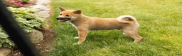 Shiba Inu dogs for sale: Jethro  - Ad 1