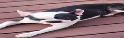 Boston Terrier dogs for sale: Boston Terrier 3 - Ad 14