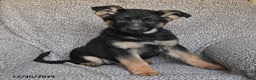 German Shepherd dogs for sale: Scarlet - Ad 3