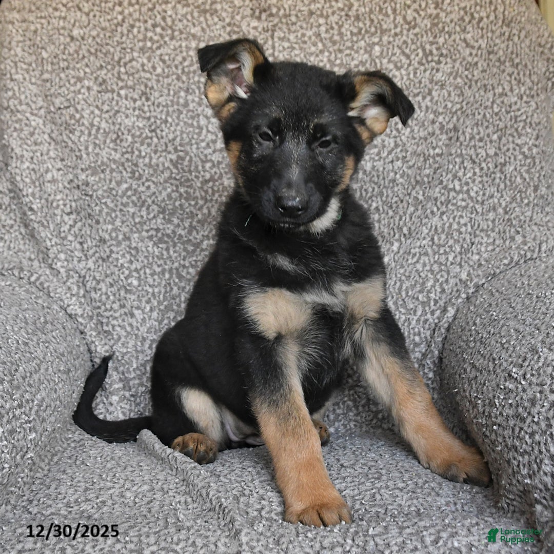 German Shepherd dogs for sale: Scarlet - Ad 3