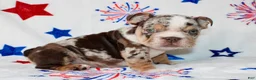 English Bulldog dogs for sale: Diva  - Ad 4
