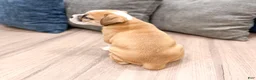 Beabull dogs for sale: Duke - Ad 5