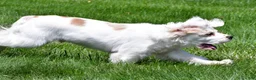 Cockapoo dogs for sale: cj - Ad 7