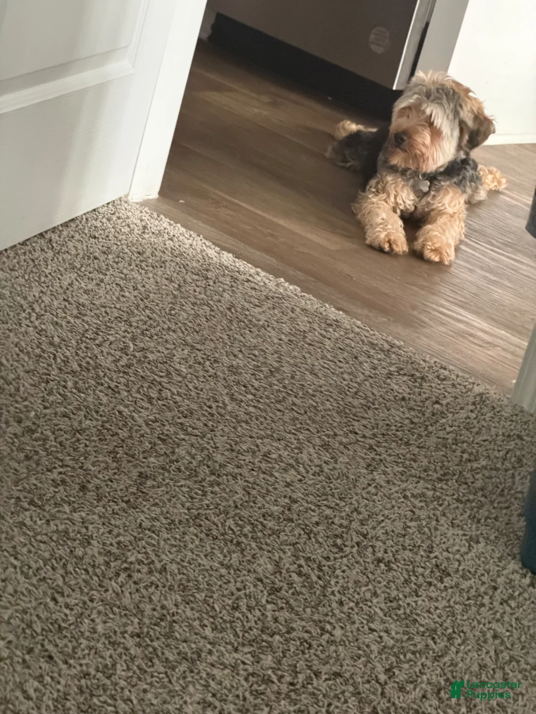 Yorkiepoo dogs for sale: Yorkiepoo Puppy 1 - Ad 2