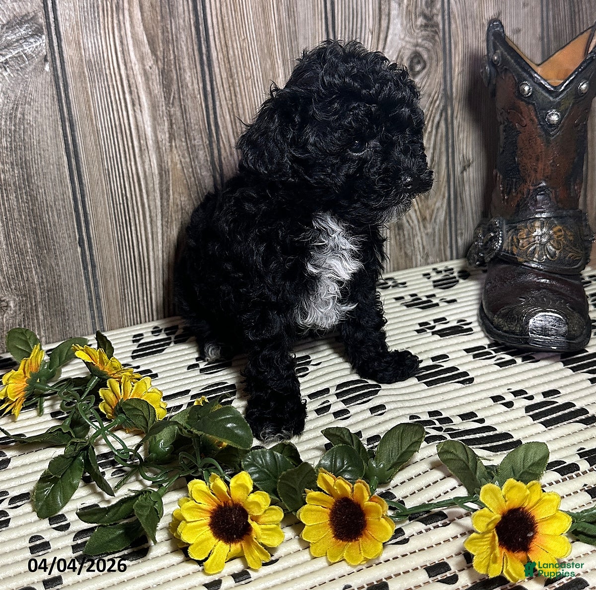 Toy Poodle dogs Carla - Ad 2